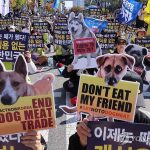 Акция за запрет поедания собак в Южной Корее