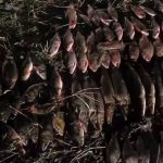 Улов браконьеров сетями в Ивановском районе