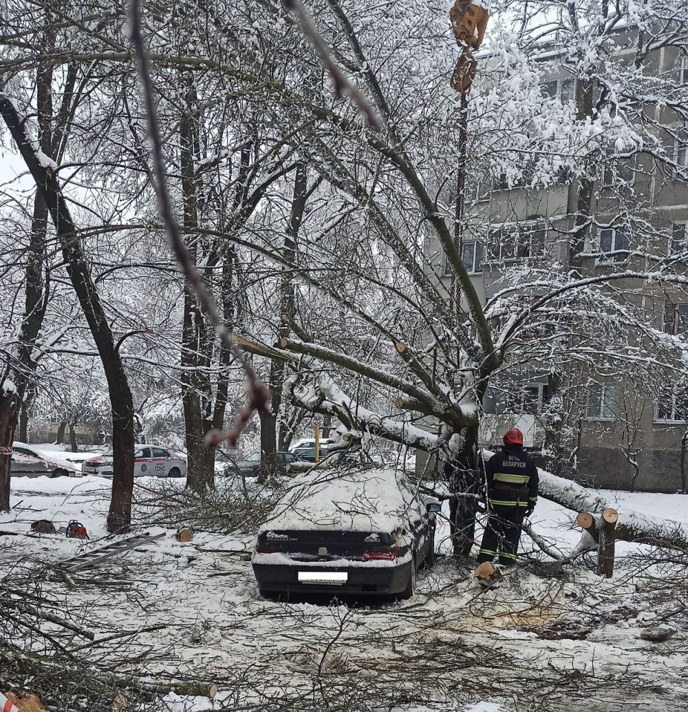 Упало дерево на авто, но нет виновных: что нужно знать владельцам в такой ситуации