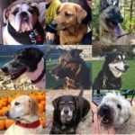 Домашние собак