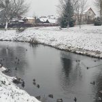 Утки зимой в Ивацевичах у Дома культуры погода