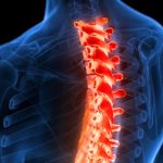 Спинной мозг