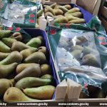 Фура с польскими грушами