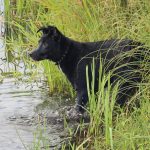 Сколько живут собаки