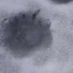 Следы медведя Ивацевичский район