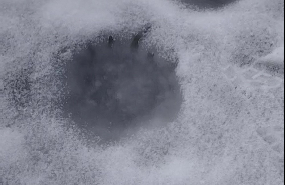 В Ивацевичском районе замечены следы медведя Следы медведя Ивацевичский район