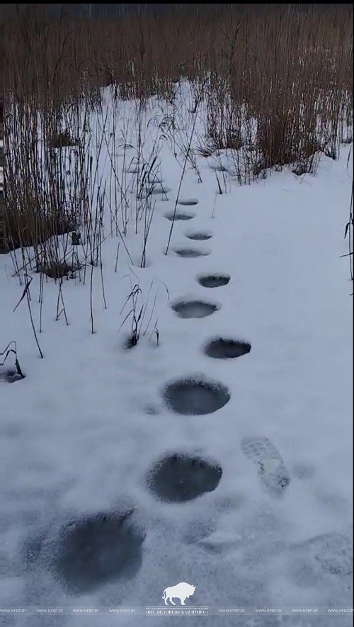 Следы медведя