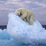 Nima Sarikhani / Wildlife Photographer of the Year