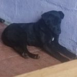 убили собаку Ивацевичи