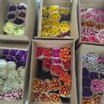 Тюльпаны готовятся к продаже перед 8 марта 2024, Ивацевичи