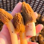 Первые грибы 2024 года появились в Беларуси