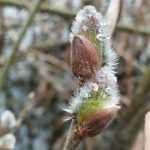 Весна погода в Беларуси