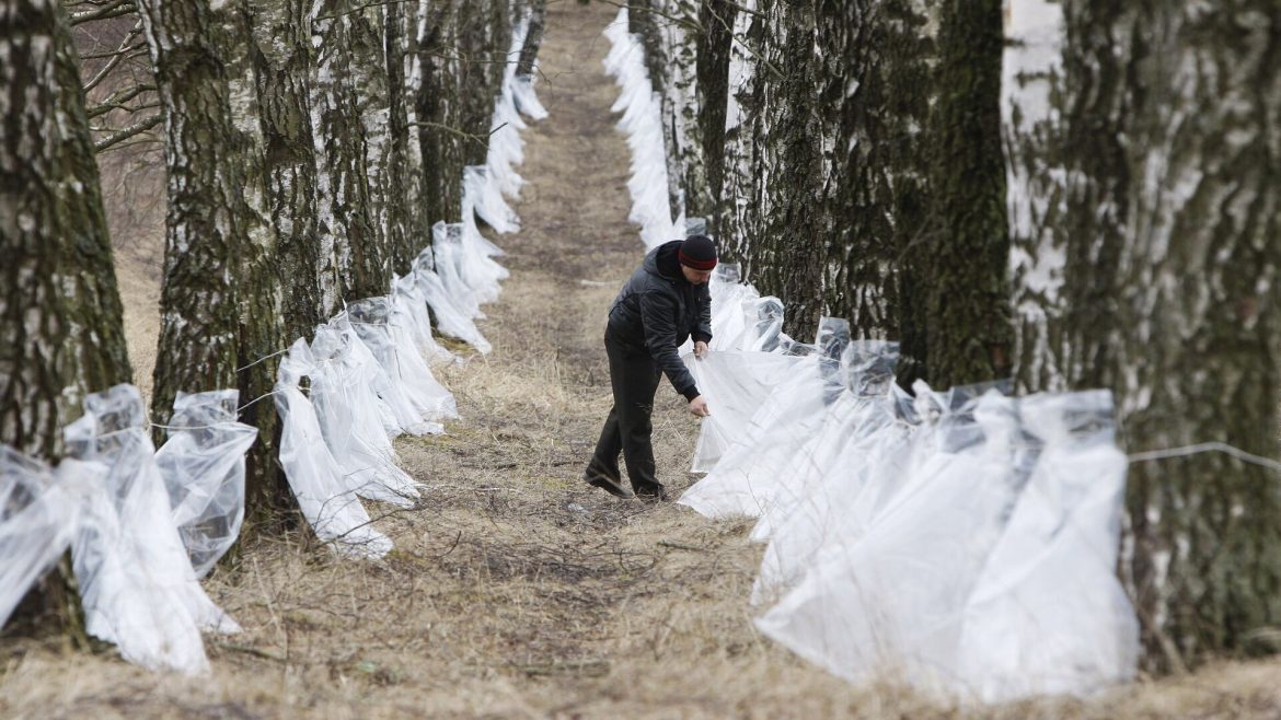 Берёзовый сок