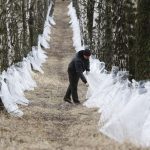 Берёзовый сок