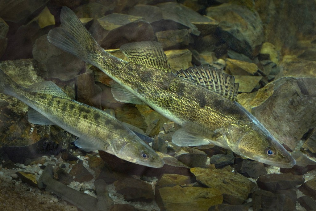 Какую рыбу в Беларуси нельзя будет ловить до конца мая 2024 года?