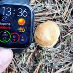 Владимир нашёл боровик в Брестсом районе 27 апреля 2024 года