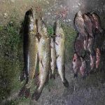 браконьер попался в Мяделе и Дзержинске фотоловушку сеть