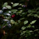 Брусника листья