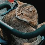 Детская коляска, купили