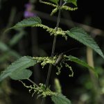 Крапива собирать народная медицина