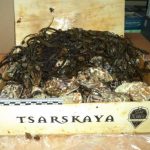 Морские деликатесы из Беларуси везли в Россию