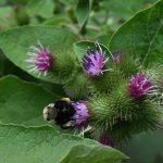 Лопух, ARCTIUM LAPPA