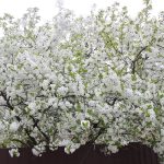 Погода. Дерево цветёт