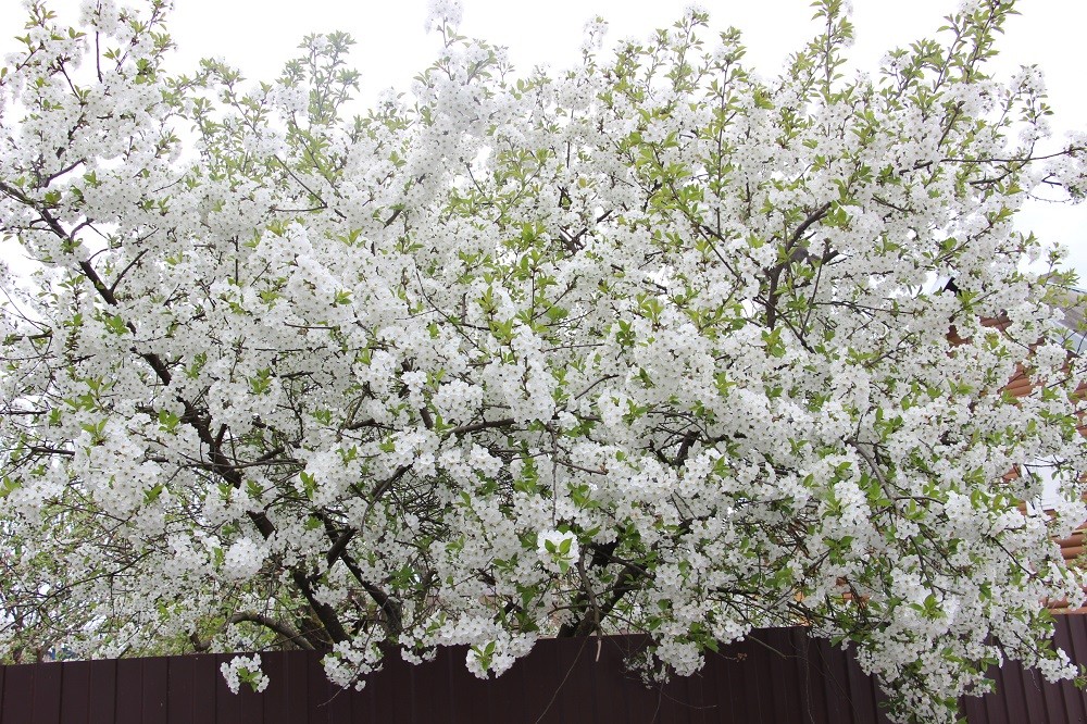 Жара спала, будет ветер, возможен мокрый снег: погода на начало недели Погода. Дерево цветёт