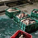 Рыбхозовец попался с рыбой Берёза