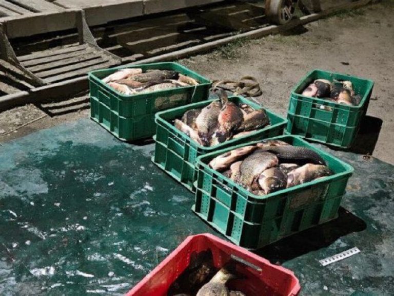 Рыбхозовец попался с рыбой в Брестской области Рыбхозовец попался с рыбой Берёза