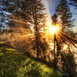 Сосновый лес