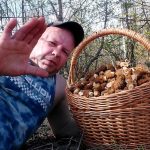 В Беларуси собирают сморчки в апреле