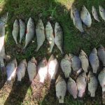 В Ивацевичах поймали браконьера