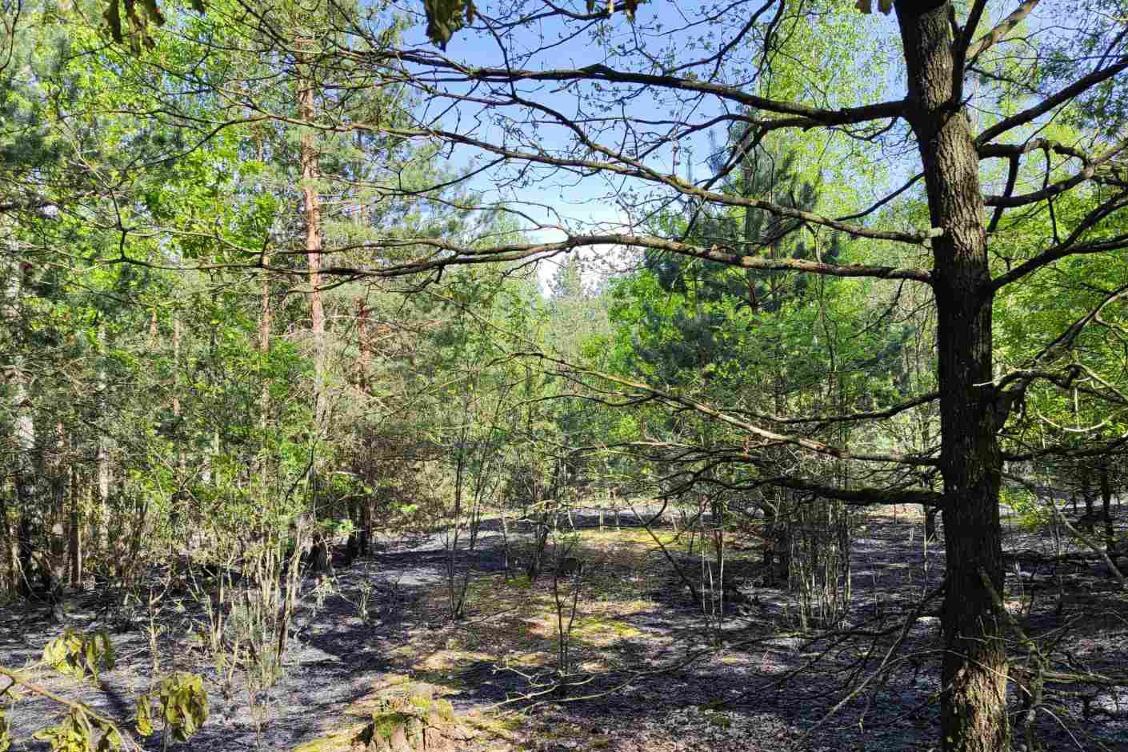 Где в Беларуси запрещено ходить в лес, несмотря на заморозки