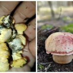 Лисички и боровики собирают грибники Беларуси