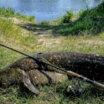 Рыбак в Бресте поймал сома. Как рыбачат в Беларуси
