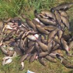 Рыбак наловил линей и получил критику от коллег