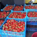 Почём скупают клубнику перекупы и какой прогноз цен на рынках