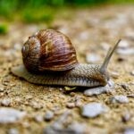 В России развернули улиток обратно в Беларусь