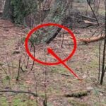 Закладка наркотиков в лесу