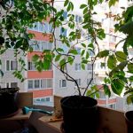 Купили квартиру, но мешает виноград соседки