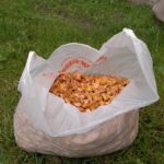 В Беларуси пошли лисички