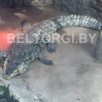 Крокодила продают в Минске