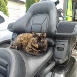 кошачьи усы