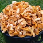 Лисички продают в Беларуси