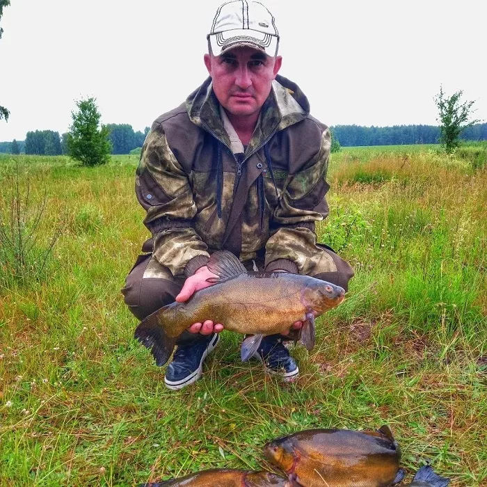 Лини у рыбаков ценятся