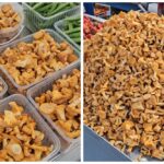 Первые лисички 2024 на "Комаровке"