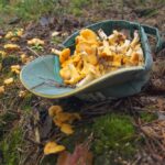 Лисички собирают в Беларуси