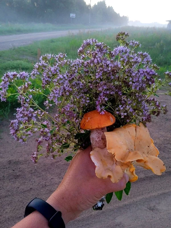 грибы натюрморт