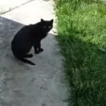 В Малорите кот вызвал ветеринара